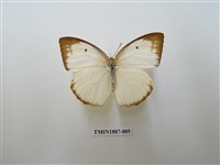 藏品(細波遷粉蝶)的圖片